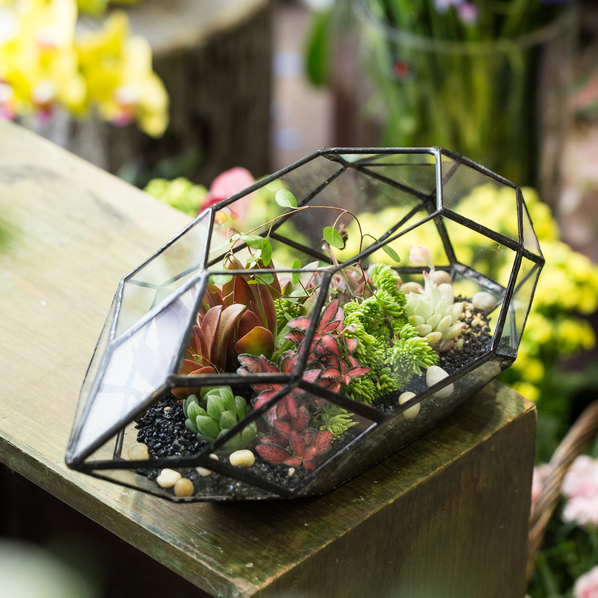 Amazon.com: NCYP 6.5 x 5.9 x 11 Inches Geometric Glass Terrarium